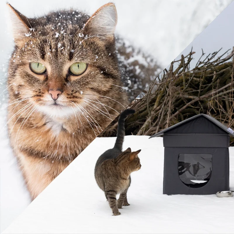  -Non-contact cat thermometerGive Shelter & Supplies to Stray Cats Living in Harsh Conditions